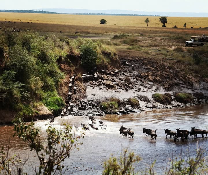 the Great Wildebeest Migration