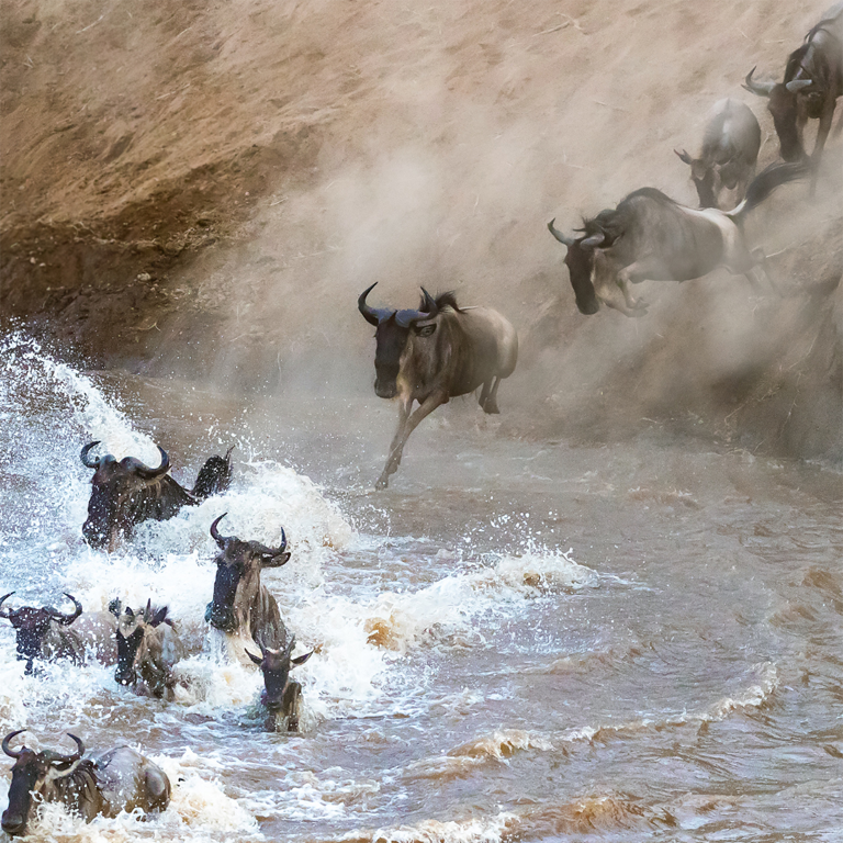 simba lodges photo