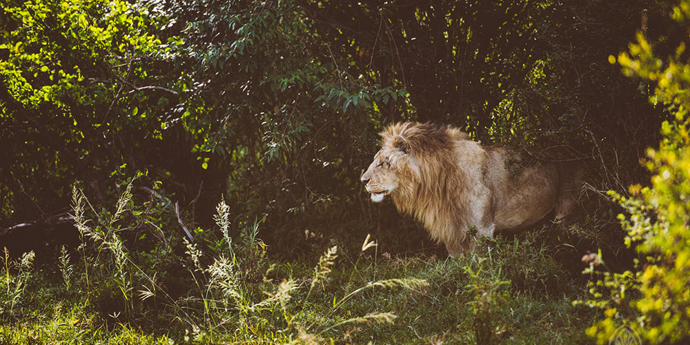 simba lodges photo